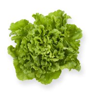 Endivie