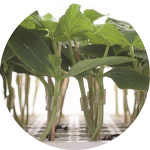 Plantise (NL)